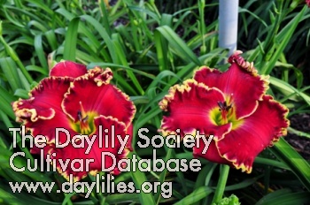 Daylily Red Balls of Fire
